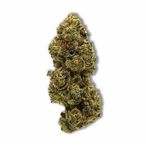 ~ Chief ~ Motorbreath Highlife Farms