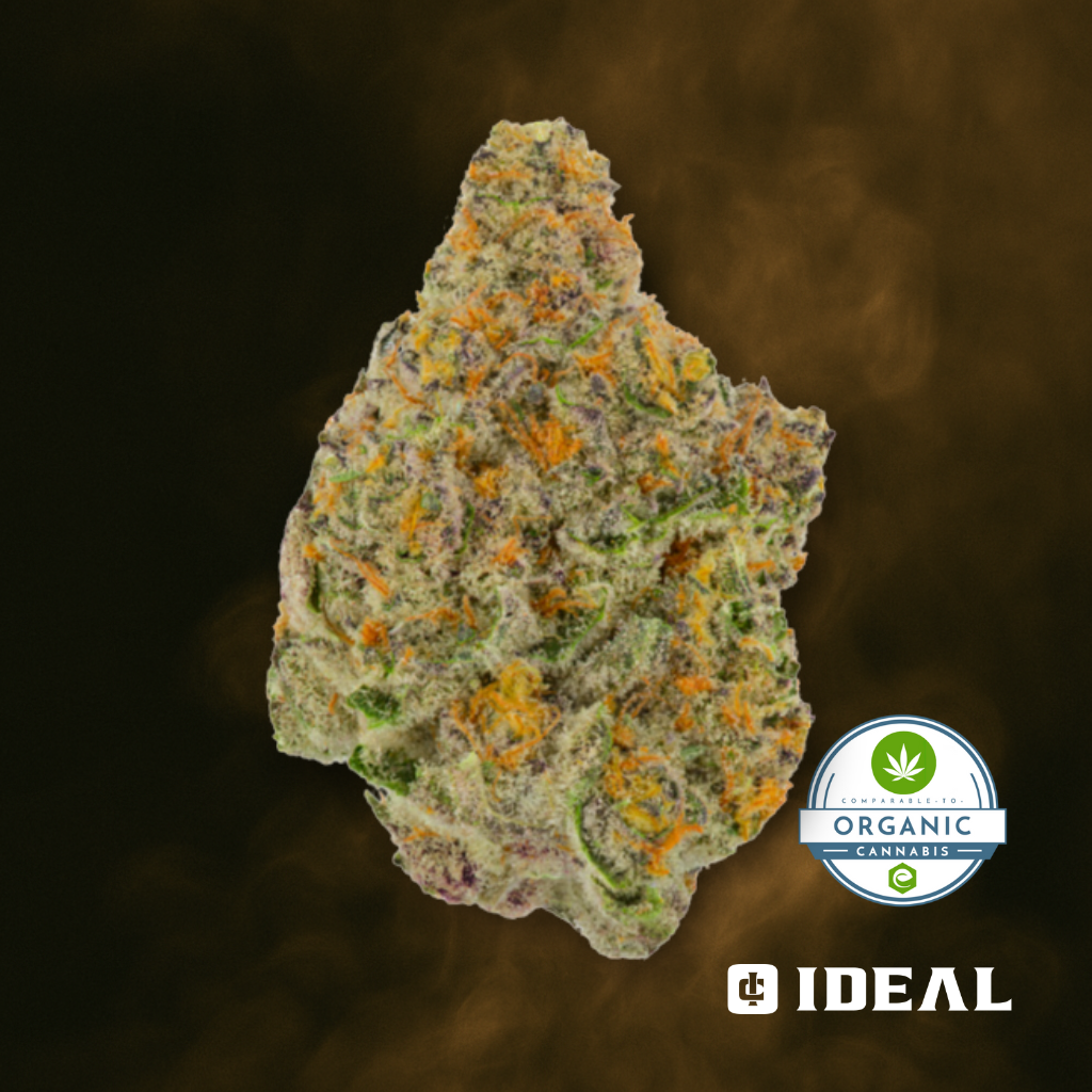 Gelato 33 x Queen of the South