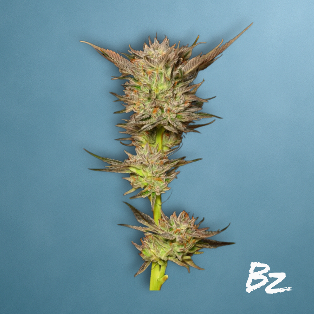 Humbolt Headband
