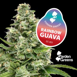 Rainbow Guava Garden Greens