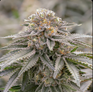 Cannabis Promo, Cannabis Sales, Cannabis Discounts, Cannabis on Sale, 25% Off Sol-Canna 2