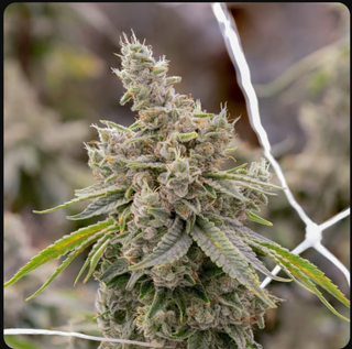 Cannabis Promo, Cannabis Sales, Cannabis Discounts, Cannabis on Sale, 25% off Sol-Canna 3