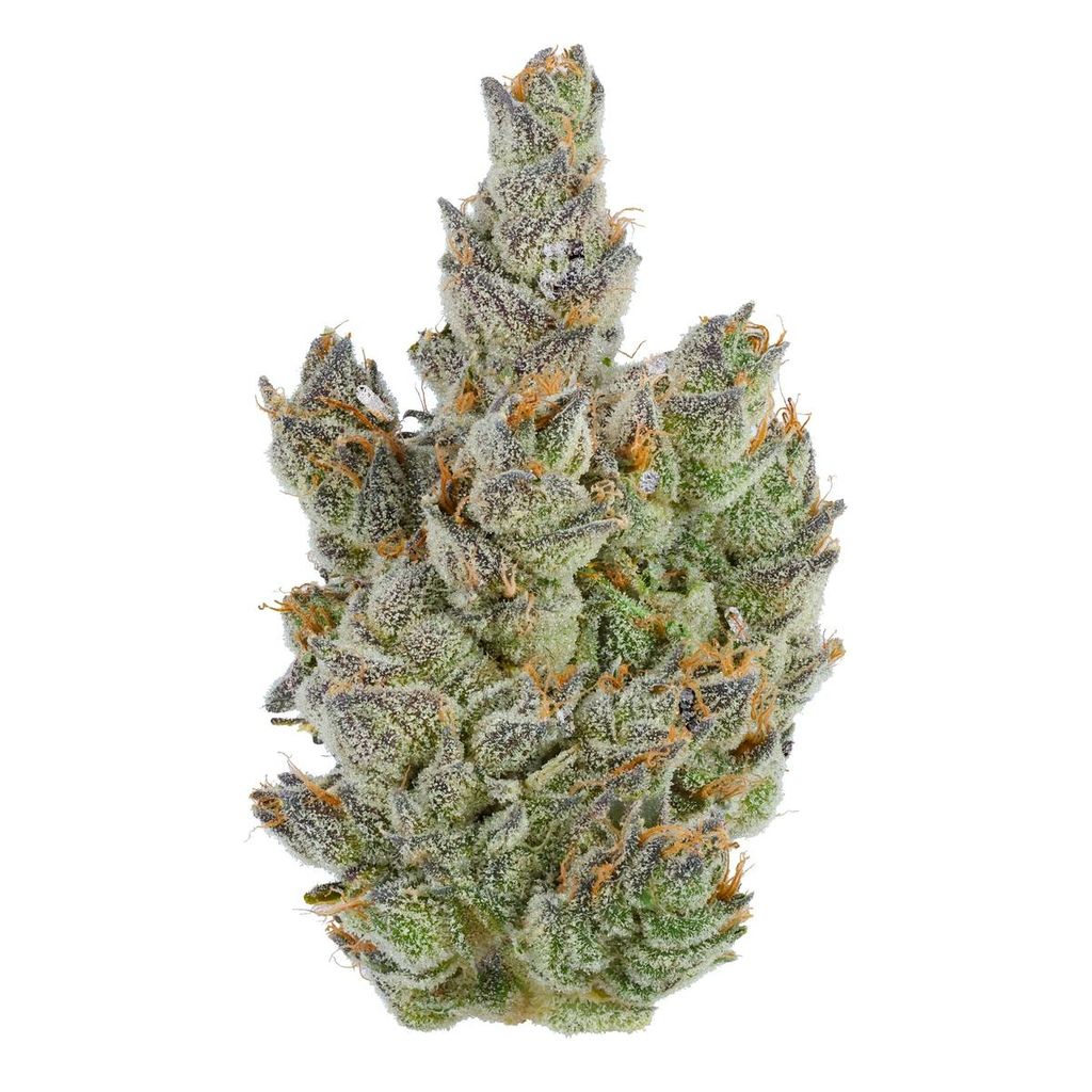 Moonana Chronic | Indoor