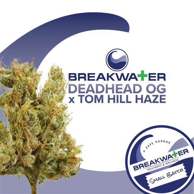 Deadhead OG x Tom Hill Haze Breakwater Deadhead OG x Tom Hill Haze Breakwater