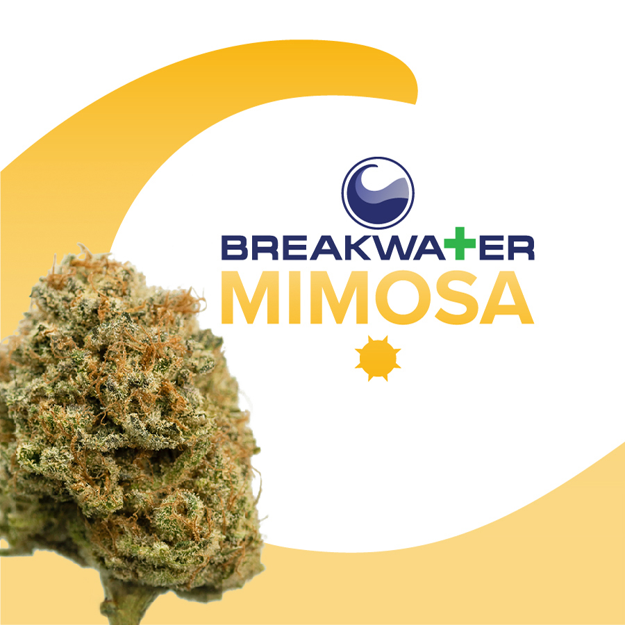 Mimosa