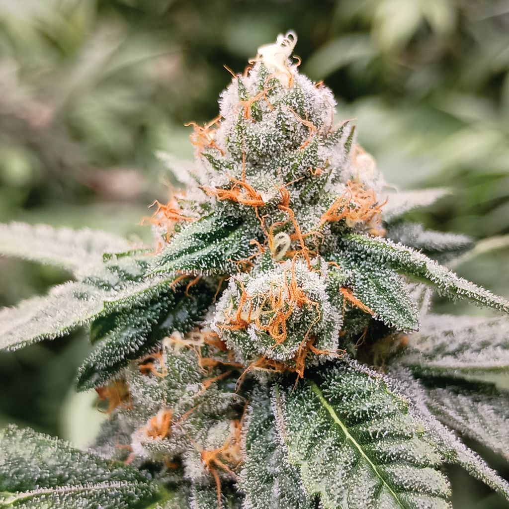 Nature's Bomb Shelf Divorce Cake Bulk