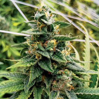 Cherry Diesel   Nature's