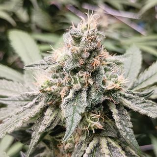 Lemon Oreoz Nature's