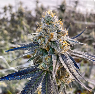 Cannabis Promo, Cannabis Sales, Cannabis Discounts, Cannabis on Sale, 25% off Sol-Canna 3