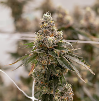 Cannabis Promo, Cannabis Sales, Cannabis Discounts, Cannabis on Sale, 25% Off Sol-Canna 3