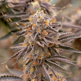 Cannabis Promo, Cannabis Sales, Cannabis Discounts, Cannabis on Sale, 25% off Sol-Canna 3