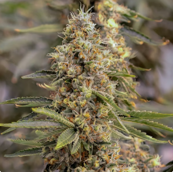Sol-Canna Jungle Fuel Smalls 7g