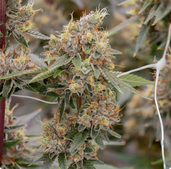 Lemon OG