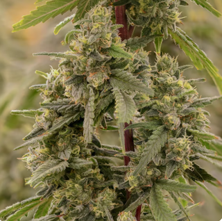 Cannabis Promo, Cannabis Sales, Cannabis Discounts, Cannabis on Sale, 25% off Sol-Canna 3