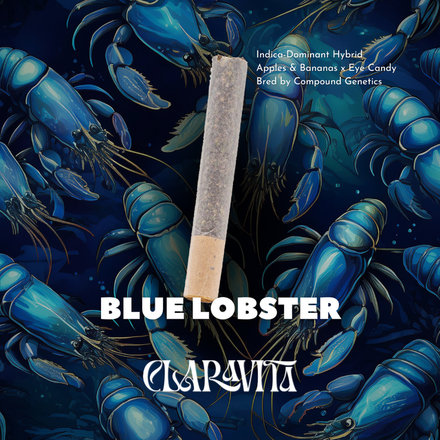 Blue Lobster Claravita