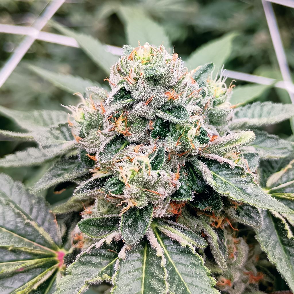 Nature's Purple Pw Gary Payton Bulk PW