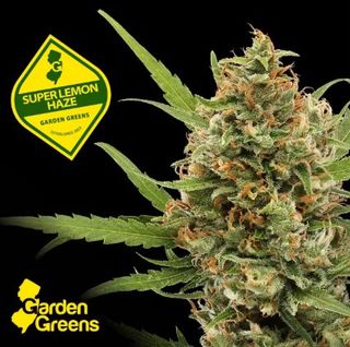 Super Lemon Haze Garden Greens