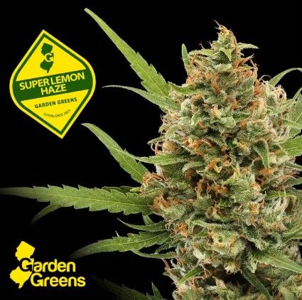 Super Lemon Haze Garden Greens