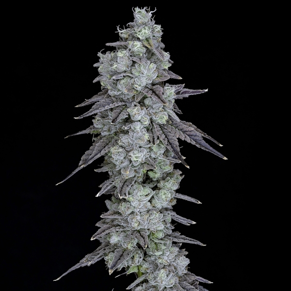 Strawberry Candy