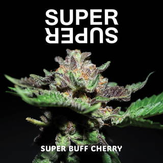 Super Buff Cherry SUPERSUPER