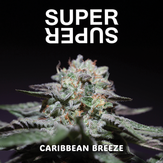 Caribbean Breeze SUPERSUPER Caribbean Breeze SUPERSUPER