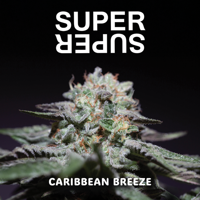 Caribbean Breeze SUPERSUPER