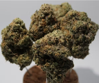 Dosido 3.5G Flower Coastal Healing