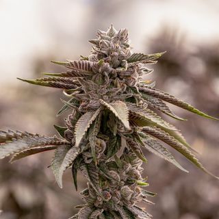 Cannabis Promo, Cannabis Sales, Cannabis Discounts, Cannabis on Sale, 25% off Sol-Canna 3