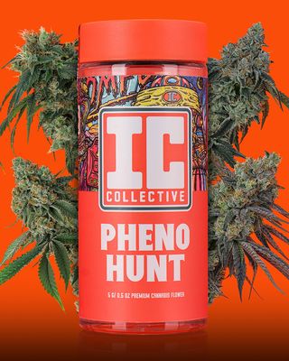 Pheno Hunt LC X TOO Ic Collective