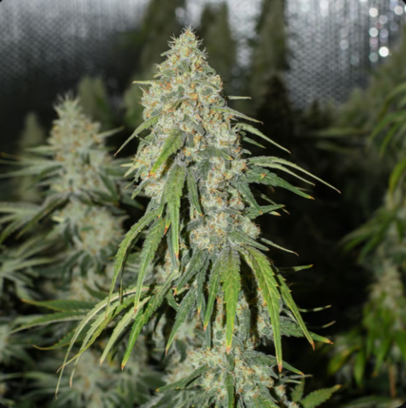 AK47