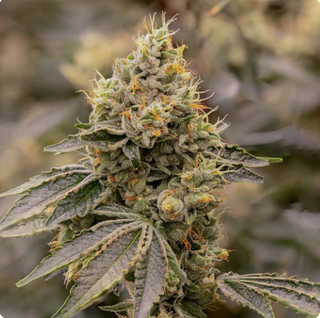 Cannabis Promo, Cannabis Sales, Cannabis Discounts, Cannabis on Sale, 25% Off Sol-Canna 3