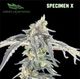 Specimen X Green Lightning Specimen X Green Lightning