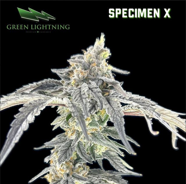 Specimen X Green Lightning Specimen X Green Lightning