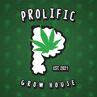 Pineapple Rush Distillate Prolific Growhouse