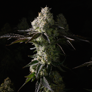 Cannabis Promo, Cannabis Sales, Cannabis Discounts, Cannabis on Sale, Any Rythm 3.5g for $30 1