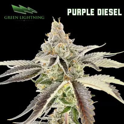 Purple Diesel
