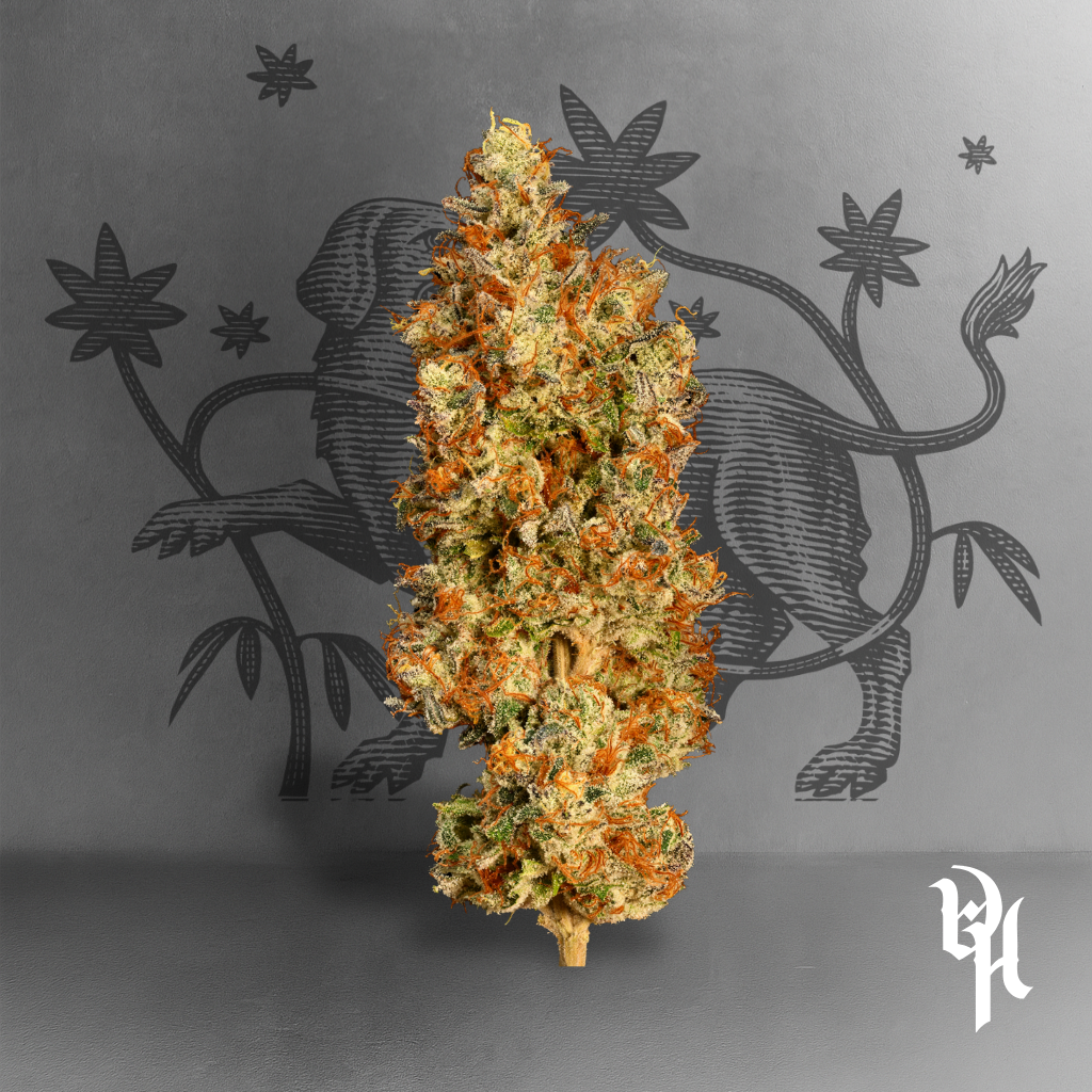 Gorilla Rose