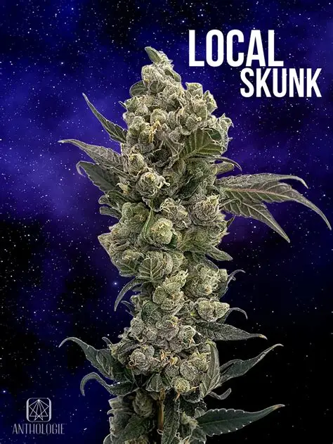Local Skunk Anthologie