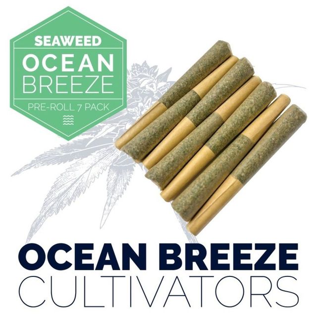 Blueberry Muffin Ocean Breeze Cultivators