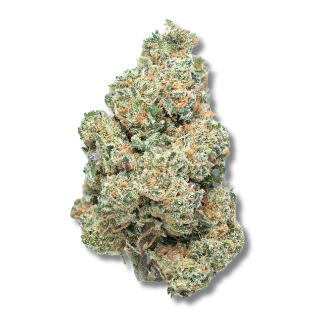 Champaya Cultivators Classic