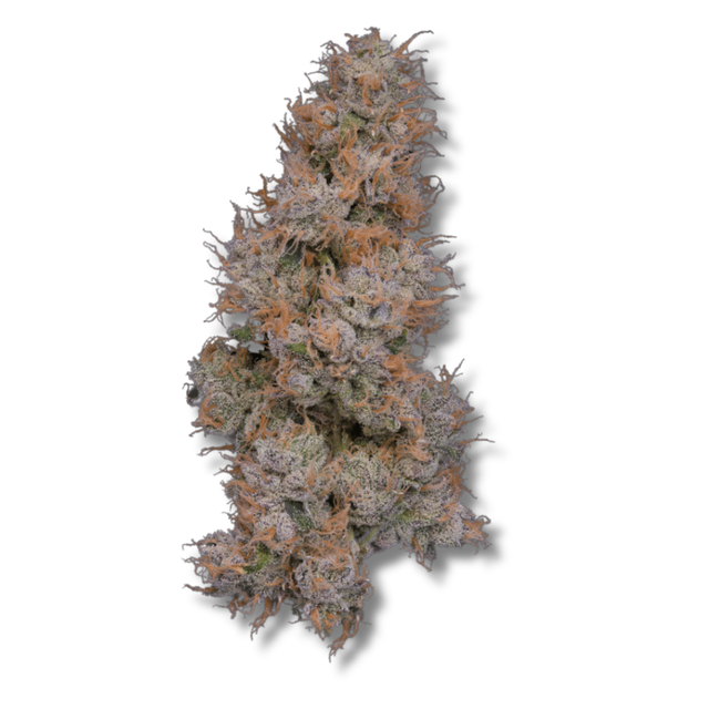 Grape Pie x Chem 4 (GP4) Bostica
