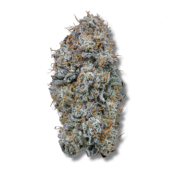 Lions Breath Cape Cod Grow Lab