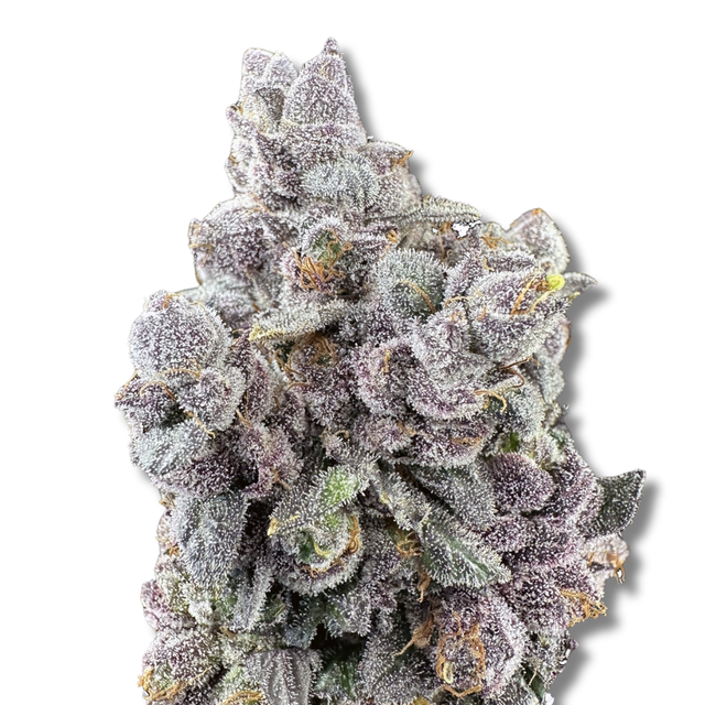 Garlic Sherbert x Twisted Ice Cream Trifecta Farms