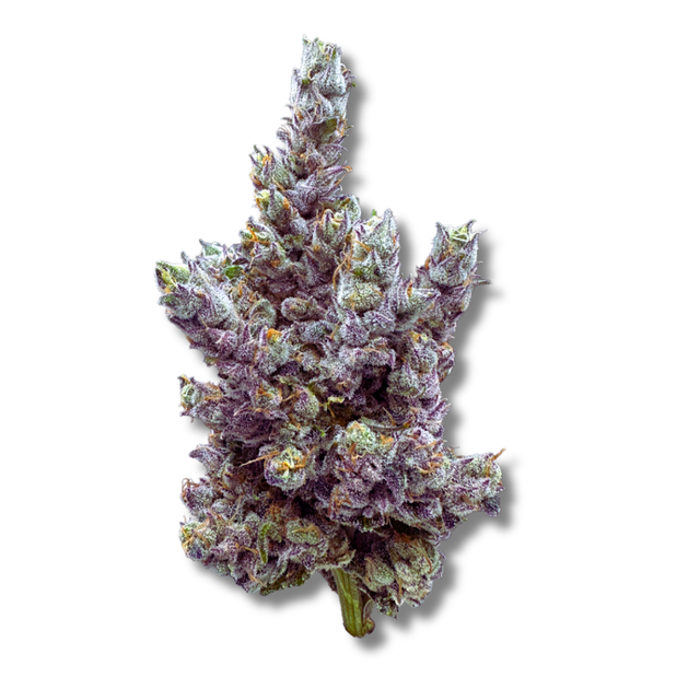 Glue Dream Trifecta Farms