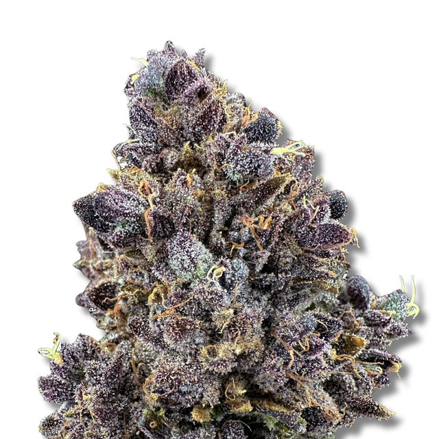 Lemon Cherry Sherbet Trifecta Farms