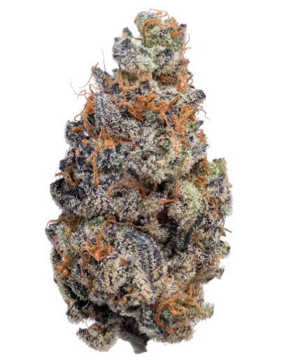 Malibu Marsha PERPETUAL