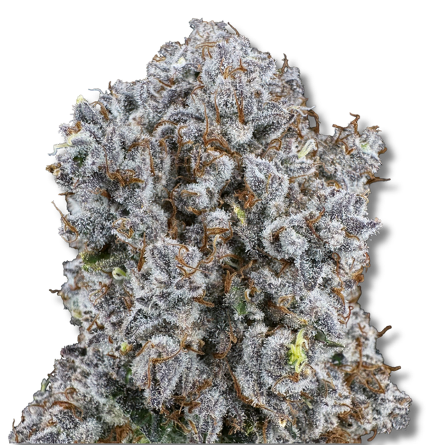 Mandarin Cookies x Haze Trifecta Farms
