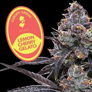 Lemon Cherry Gelato Garden Greens
