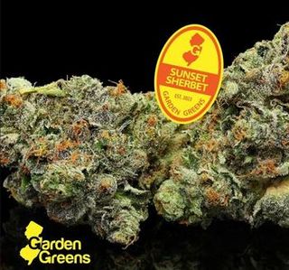 Sunset Sherbet Garden Greens