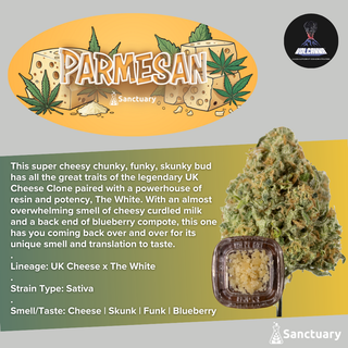 Parmesan - Cured Resin Volcanna